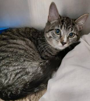 Gail -  Domestic Short Hair Cat for Adoption in Saint Clairsville, Ohio - Gail | PetCurious