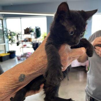 Domestic Short Hair Cats Available for Adoption in Kingman, Arizona - Fig | PetCurious