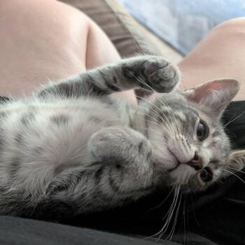 Pipsqueak -  Domestic Short Hair Cat for Adoption in Lake Orion, Michigan - Pipsqueak | PetCurious