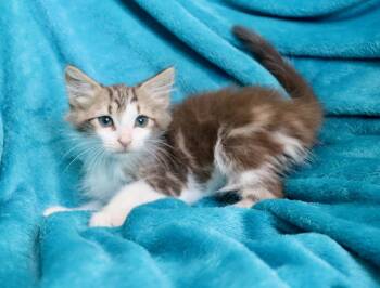 Hershey -  Turkish Angora and Maine Coon Cat for Adoption in St. Augustine, Florida - Hershey | PetCurious