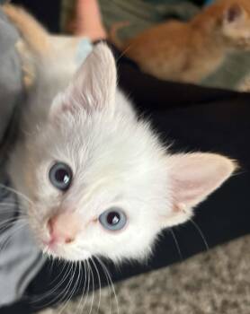 Domestic Short Hair Cats Available for Adoption in Fort Worth, Texas - Joe | PetCurious