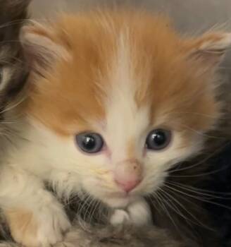 FOZZY -  Domestic Long Hair Cat for Adoption in Elizabethton, Tennessee - FOZZY | PetCurious