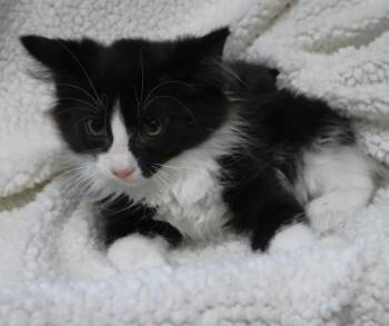 Barry -  Domestic Long Hair Cat for Adoption in Thief River Falls, Minnesota - Barry | PetCurious