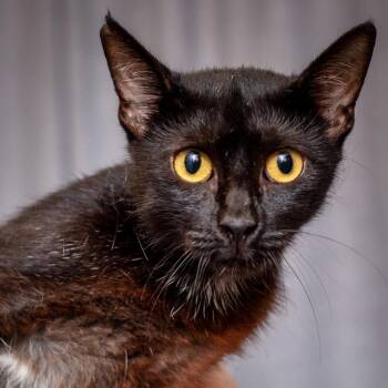 Donna -  Domestic Short Hair Cat for Adoption in Hattiesburg, Mississippi - Donna | PetCurious