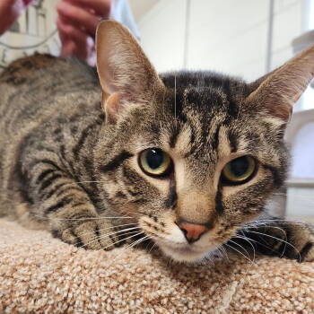 Rescue Domestic Short Hair Cats for Adoption in Greenfield, Indiana - Loki | PetCurious