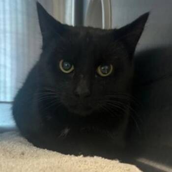 Domestic Short Hair Cats Available for Adoption - Salem | PetCurious
