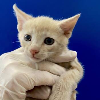 Hughes -  Domestic Medium Hair Cat for Adoption in Lakewood, California - Hughes | PetCurious
