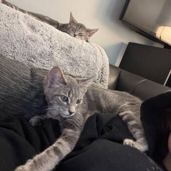 Poppy -  Domestic Short Hair Cat for Adoption in Waynesburg, Pennsylvania - Poppy | PetCurious