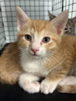 Roman -  Domestic Short Hair Cat for Adoption in Largo, Florida - Roman | PetCurious