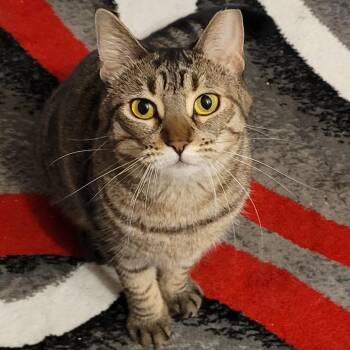 Doo -  Domestic Short Hair Cat for Adoption in Chaska, Minnesota - Doo | PetCurious