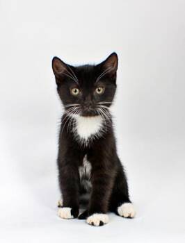 Jax -  Domestic Short Hair Cat Available for Adoption in Morton Grove, Illinois - Jax | PetCurious