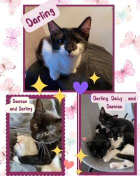 Darling -  Domestic Short Hair Cat for Adoption in Port Chester, New York - Darling | PetCurious