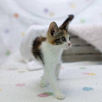 Tucker-C -  Domestic Medium Hair Cat for Adoption in East St. Louis, Illinois - Tucker-C | PetCurious