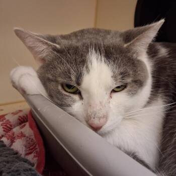 Domestic Short Hair Cats Available for Adoption in Dayton, Ohio - Shrimp | PetCurious
