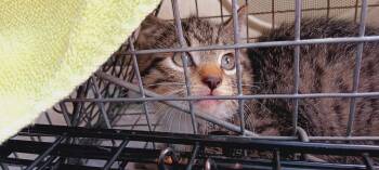 Rescue Domestic Short Hair Cats for Adoption in Bethpage, New York - Lolli | PetCurious