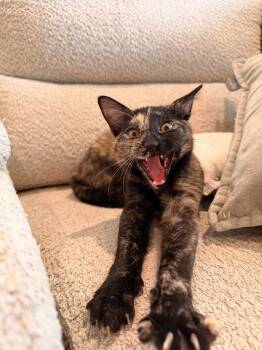 Domestic Short Hair Cats Available for Adoption in Millcreek, Utah - Lola | PetCurious