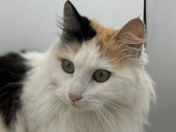 Domestic Long Hair Cats Available for Adoption - Princess | PetCurious