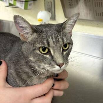 Lacie -  Domestic Short Hair Cat for Adoption in Asheville, North Carolina - Lacie | PetCurious