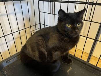 Domestic Short Hair Cats Available for Adoption - Selene | PetCurious