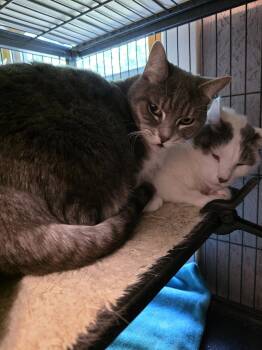 Flip Flop (and Ambrosia) -  Domestic Short Hair Cat for Adoption in Trenton, New Jersey - Flip Flop (and Ambrosia) | PetCurious