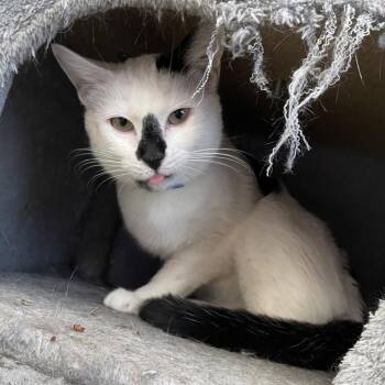 Domestic Short Hair Cats Available for Adoption in Buffalo, New York - Oreo | PetCurious