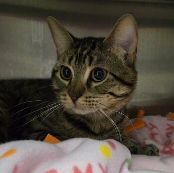 Bus -  Domestic Short Hair Cat for Adoption in Grand Forks, North Dakota - Bus | PetCurious