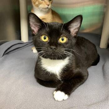 Dunk -  Domestic Short Hair Cat for Adoption in Philadelphia, Pennsylvania - Dunk | PetCurious