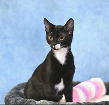 Rescue Tabby Cats for Adoption in Falmouth, Maine - Dot | PetCurious