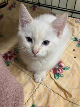 Siamese Cats Available for Adoption in Lunenburg, Massachusetts - Clover | PetCurious