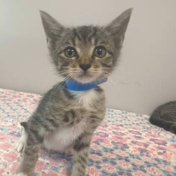Pomegranate -  Domestic Short Hair Cat for Adoption in Knoxville, Tennessee - Pomegranate | PetCurious