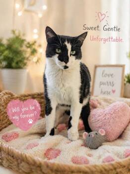 Domestic Short Hair Cats Available for Adoption in Cleveland, Texas - Pigeon | PetCurious