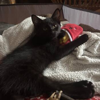 Raven -  Domestic Short Hair Cat for Adoption in Miami, Florida - Raven | PetCurious