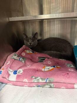 Domestic Short Hair Cats Available for Adoption - Myst | PetCurious