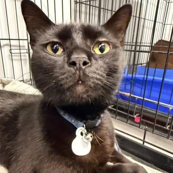 Woody -  Domestic Short Hair Cat for Adoption in Georgetown, Kentucky - Woody | PetCurious