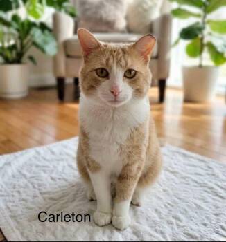 Tabby Cats Available for Adoption in Wyandotte, Michigan - Carleton | PetCurious