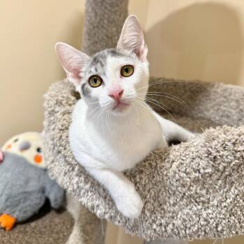 Butterfly -  Domestic Short Hair Cat for Adoption in Agoura Hills, California - Butterfly | PetCurious
