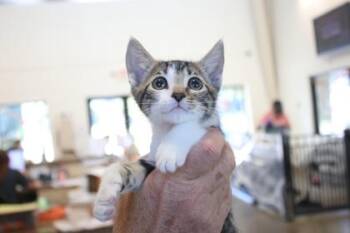 Lumen -  Domestic Short Hair Cat for Adoption in Brunswick, Georgia - Lumen | PetCurious