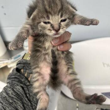 Franklin D Roosevelt -  Domestic Short Hair Cat for Adoption in Indianapolis, Indiana - Franklin D Roosevelt | PetCurious