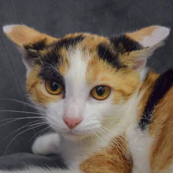 Rescue Calico and Domestic Short Hair Cats for Adoption in Huntley, Illinois - Rapunzel | PetCurious