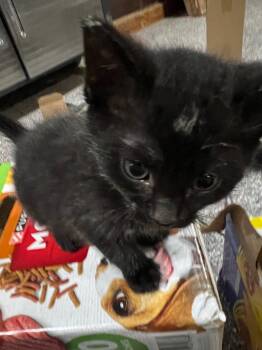 Butler -  Domestic Short Hair Cat for Adoption in Cromwell, Kentucky - Butler | PetCurious