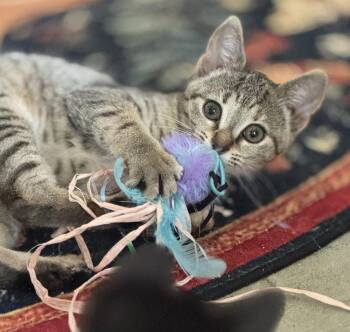 Tilly -  Domestic Short Hair Cat for Adoption in Candler, North Carolina - Tilly | PetCurious