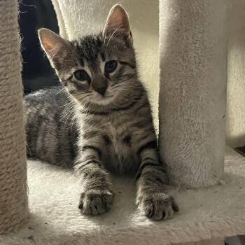 Moon -  Domestic Short Hair Cat for Adoption in Weehawken Township, New Jersey - Moon | PetCurious