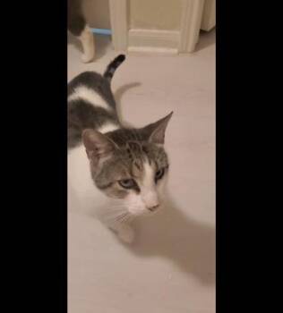 Alexander -  Domestic Short Hair Cat for Adoption in Liverpool, Texas - Alexander | PetCurious