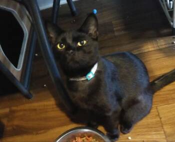 Hoppy -  Domestic Short Hair Cat for Adoption in PORT WENTWRTH, Georgia - Hoppy | PetCurious