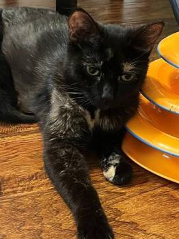 Domestic Short Hair Cats Available for Adoption in Sacramento, California - ITALIA | PetCurious