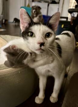 Rescue Domestic Short Hair Cats for Adoption in Lake Wylie, South Carolina - Sumi | PetCurious