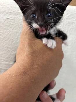 Marsali -  Domestic Medium Hair Cat for Adoption in Key West, Florida - Marsali | PetCurious