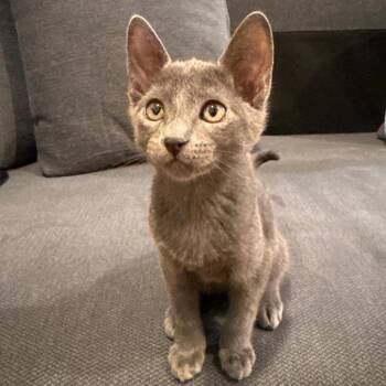 Berlioz -  Domestic Short Hair Cat for Adoption in Sunnyvale, California - Berlioz | PetCurious