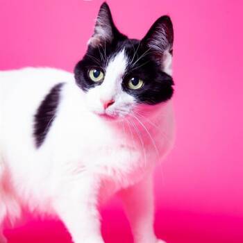 Domestic Short Hair Cats Available for Adoption in Barnstable, Massachusetts - DOTTIE | PetCurious