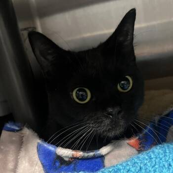 Raven -  Domestic Short Hair Cat for Adoption in Oak Park, Illinois - Raven | PetCurious